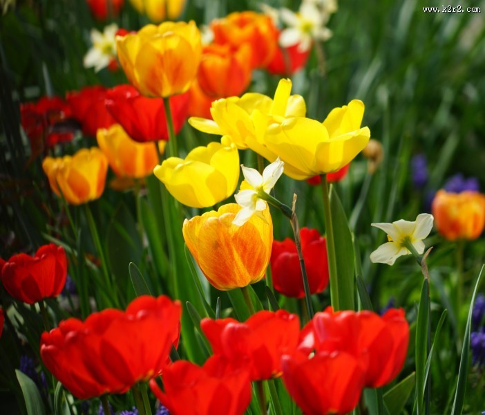各种颜色的郁金香图片大全
