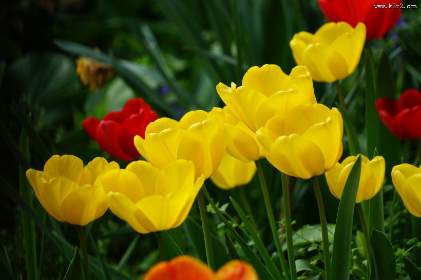 各种颜色的郁金香图片大全
