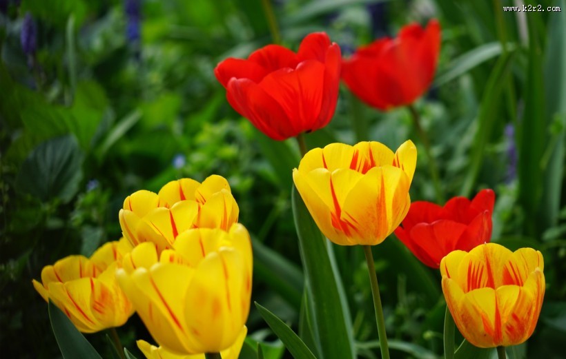 各种颜色的郁金香图片大全