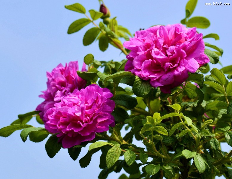 紫色玫瑰花图片