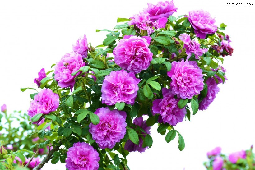 紫色玫瑰花图片