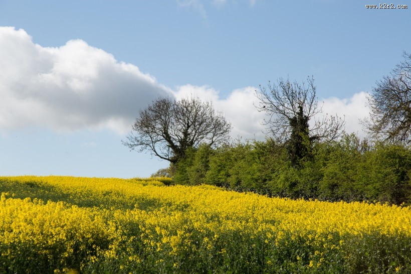 油菜花田图片大全