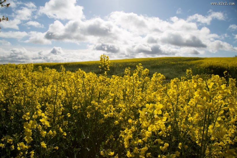 油菜花田图片大全