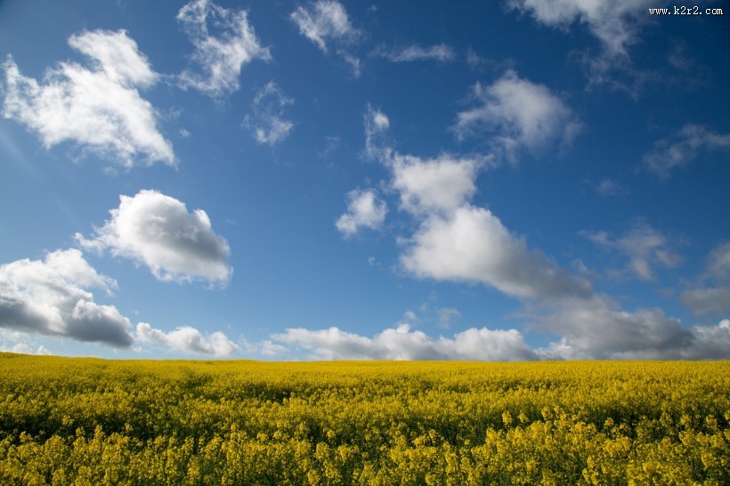 油菜花田图片大全