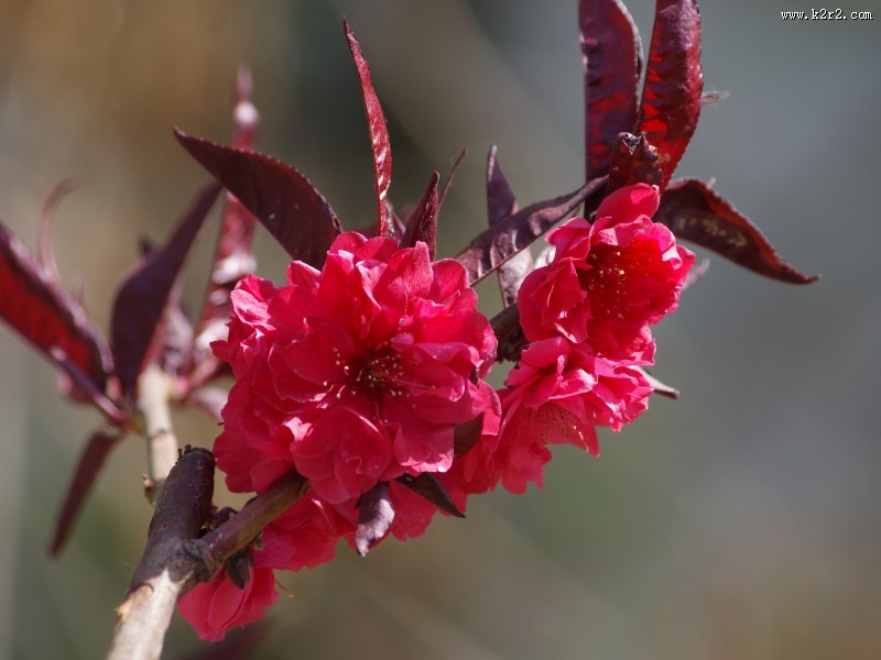 碧桃花图片大全