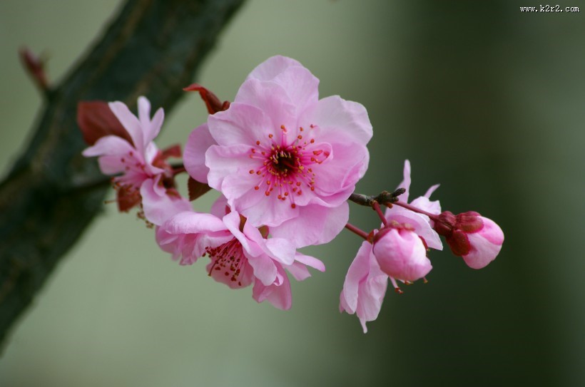 美人梅图片大全