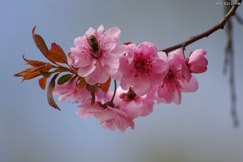 美人梅图片大全