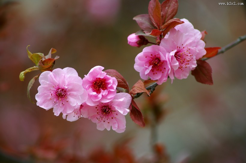 美人梅图片大全