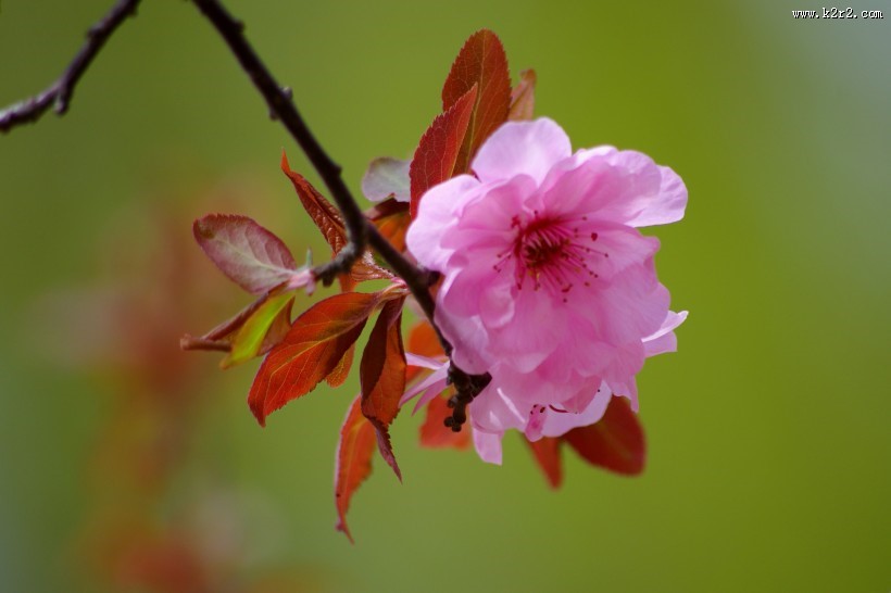 美人梅图片大全