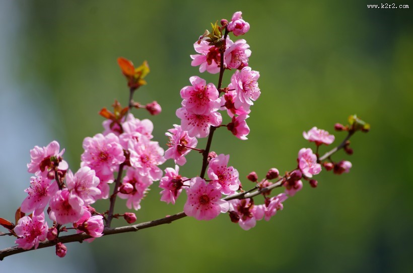 美人梅图片大全