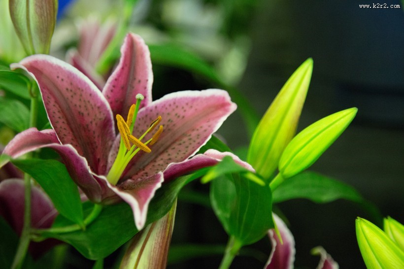 芳香的百合花图片大全