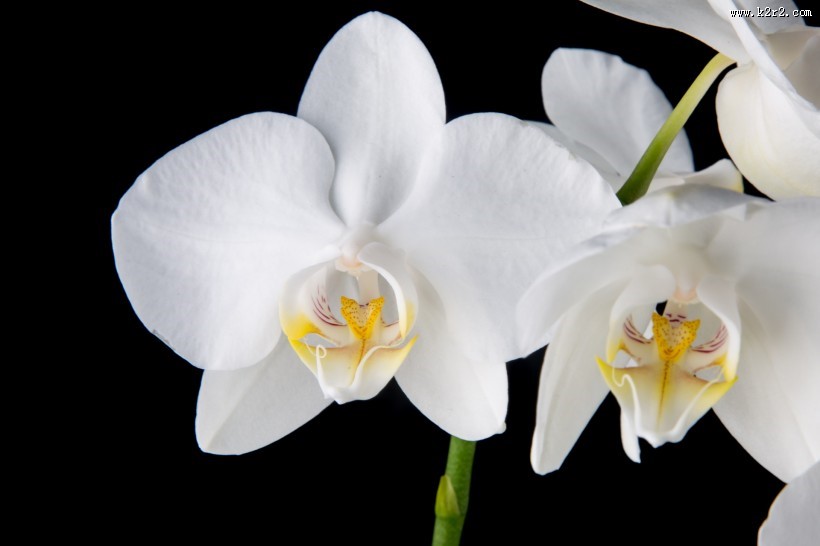 白色蝴蝶兰图片大全