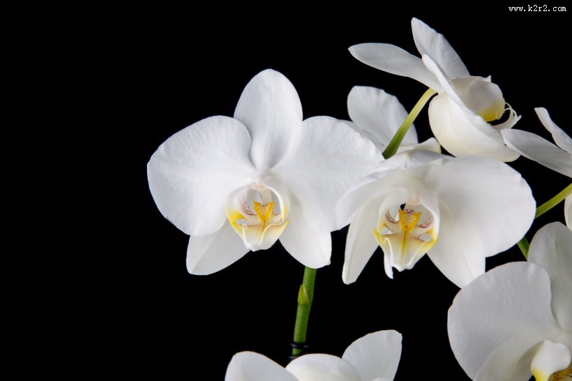 白色蝴蝶兰图片大全