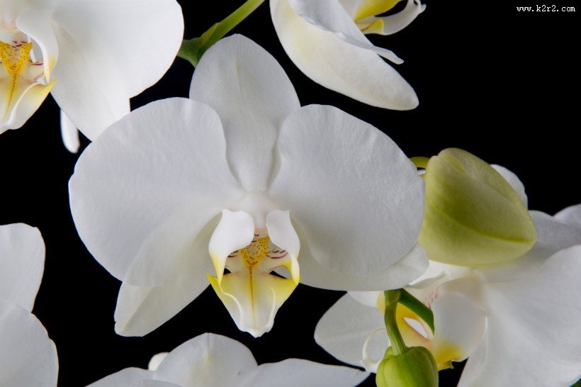 白色蝴蝶兰图片大全