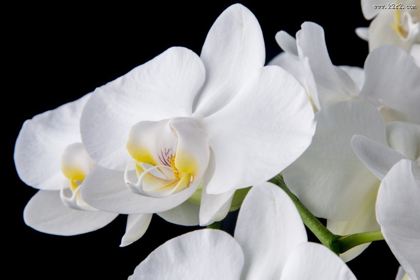 白色蝴蝶兰图片大全