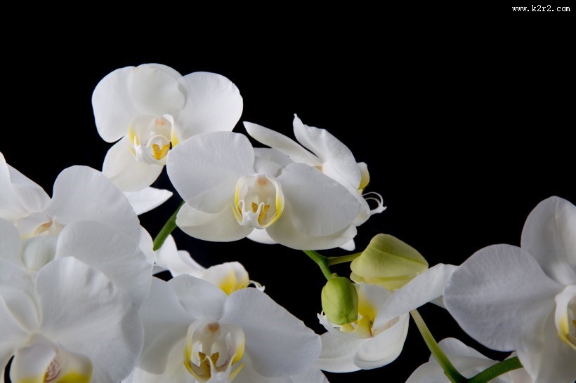 白色蝴蝶兰图片大全