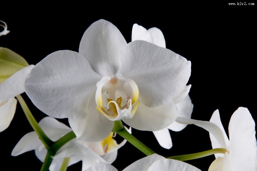 白色蝴蝶兰图片大全