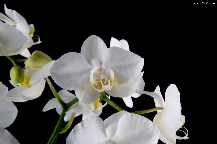 白色蝴蝶兰图片大全