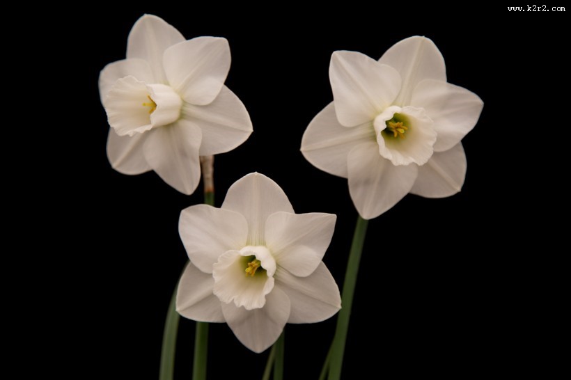 水仙花微距图片