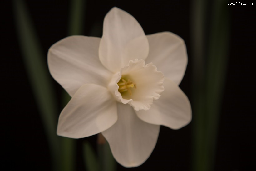 水仙花微距图片