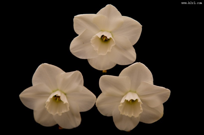 水仙花微距图片