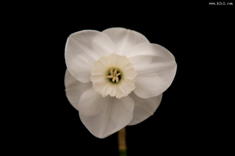 水仙花微距图片