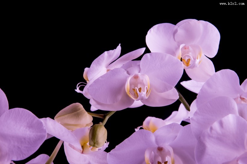 粉色蝴蝶兰图片
