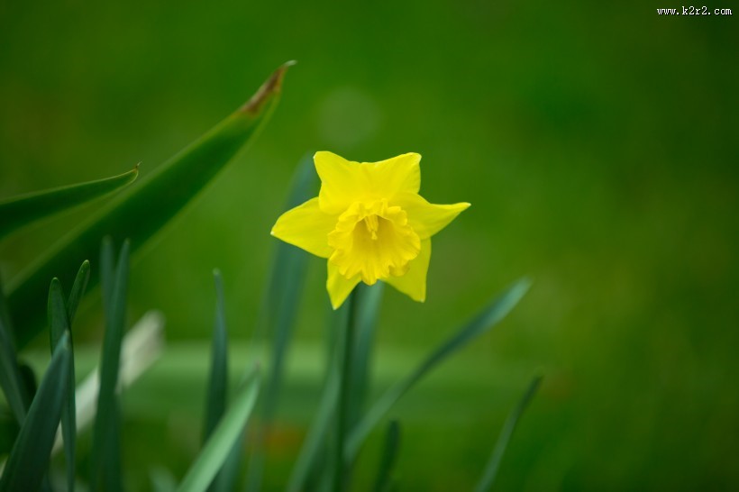 黄色水仙花图片大全