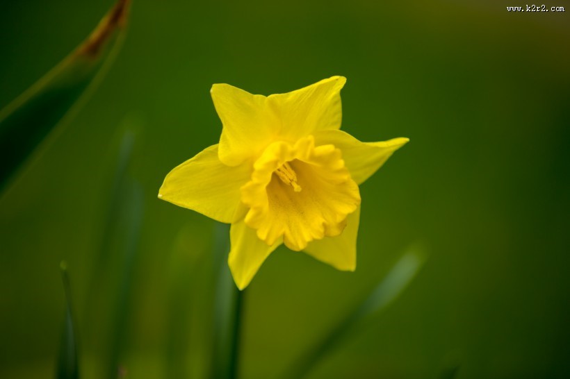 黄色水仙花图片大全