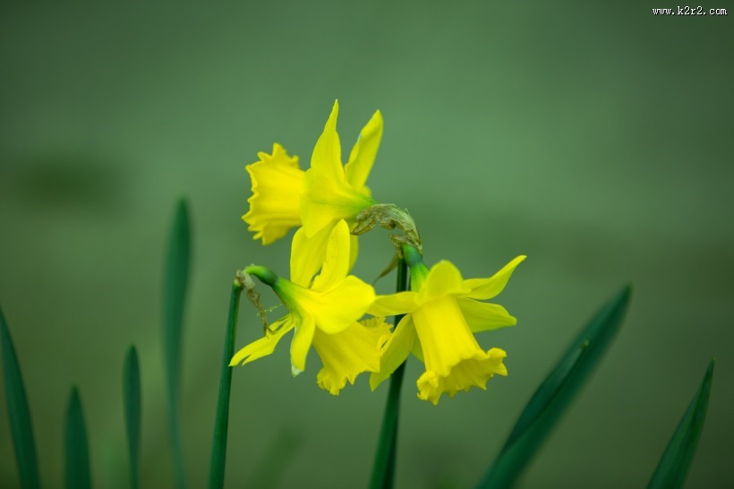 黄色水仙花图片大全
