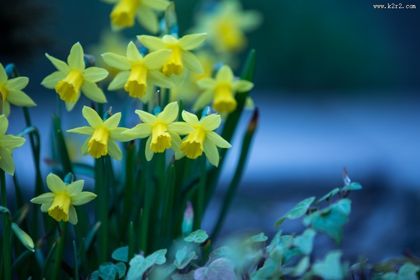 黄色水仙花图片大全