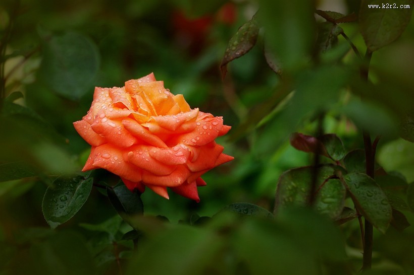 娇艳的月季花图片大全