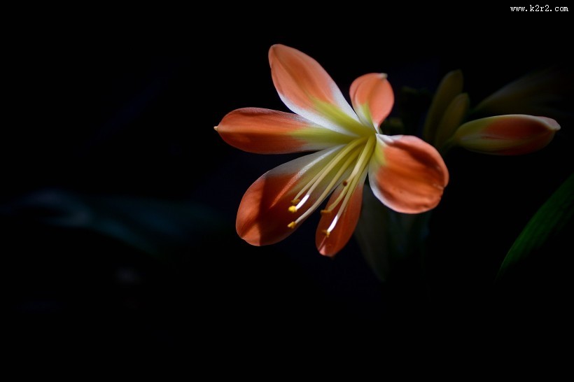 君子兰图片大全