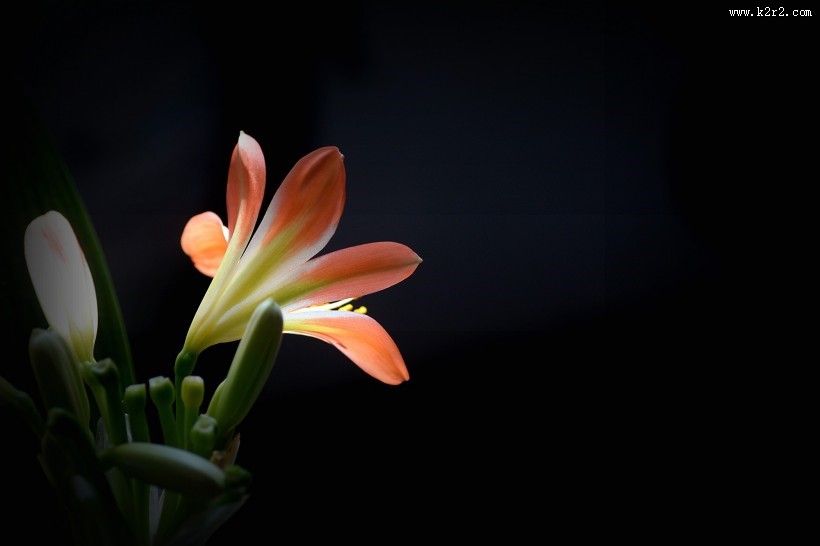 君子兰图片大全