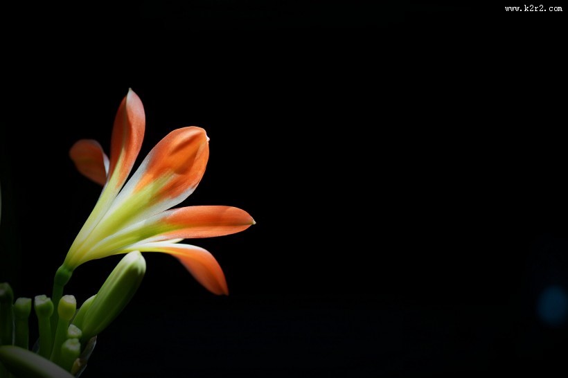 君子兰图片大全