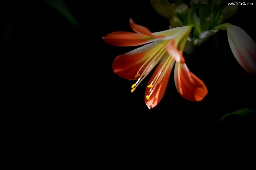 君子兰图片大全