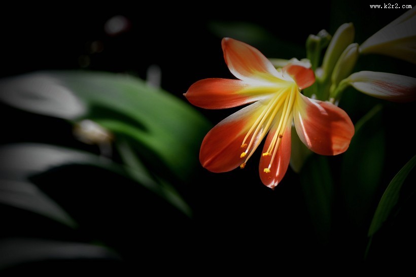 君子兰图片大全