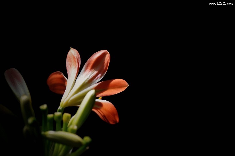 君子兰图片大全