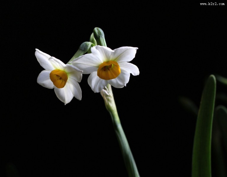 水仙花图片大全