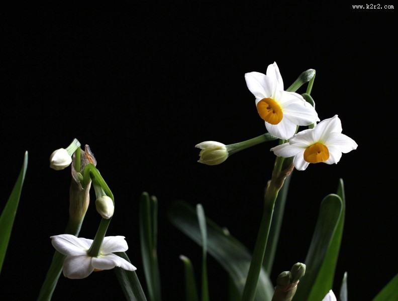 水仙花图片大全