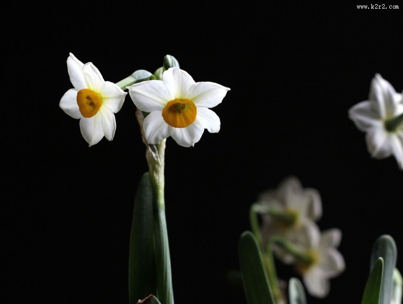 水仙花图片大全