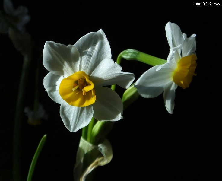 水仙花图片大全