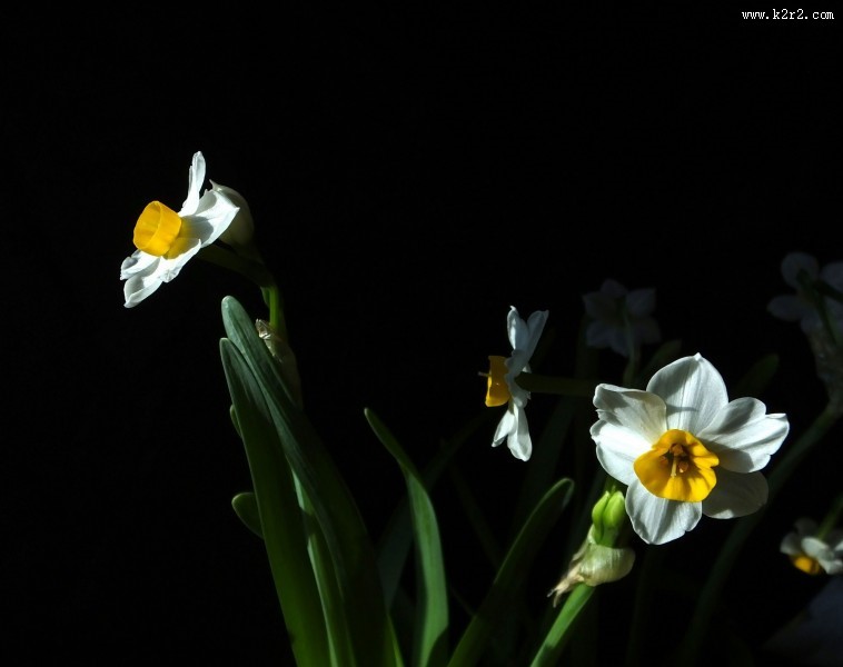 水仙花图片大全