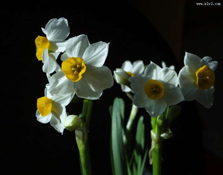 水仙花图片大全