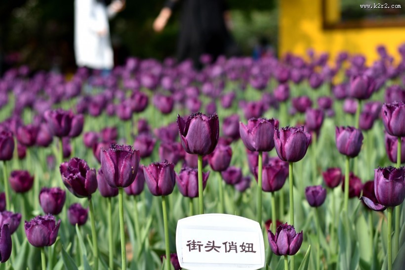 多姿多彩的郁金香图片