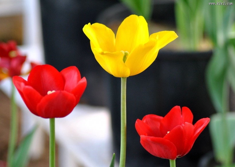 多姿多彩的郁金香图片