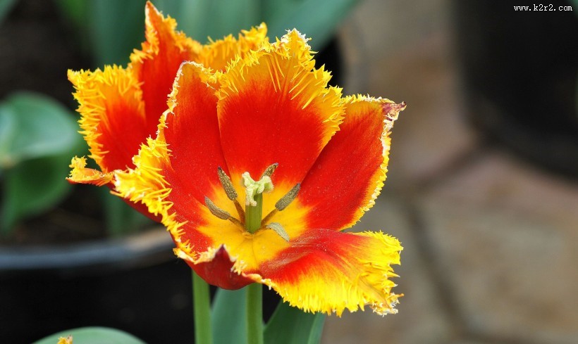 多姿多彩的郁金香图片