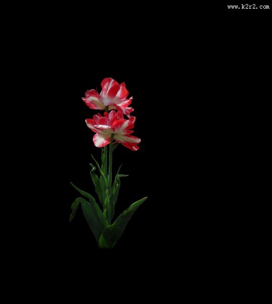 黑色背景下的郁金香桌面壁纸大全