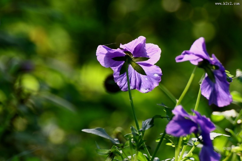 三色堇图片大全
