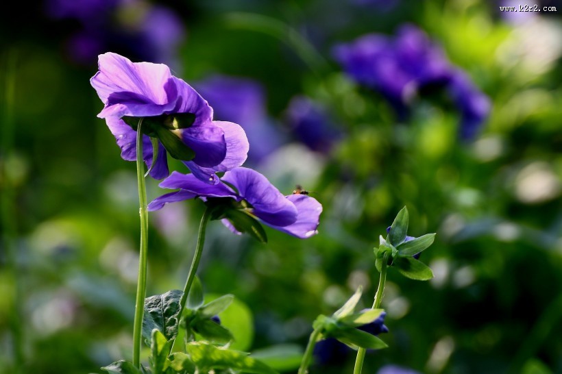 三色堇图片大全